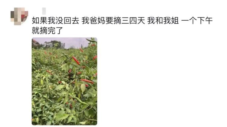 凌晨坐绿皮火车回家，帮父亲砍1800斤柴！大学生回应……